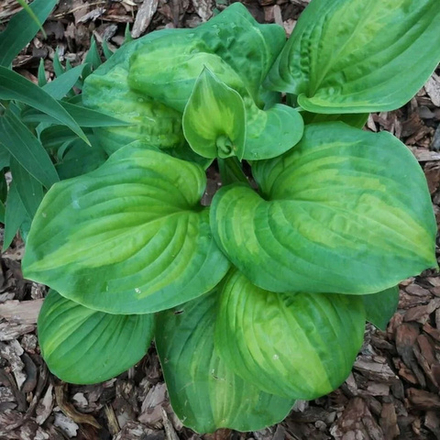 Хоста Авокадо С2