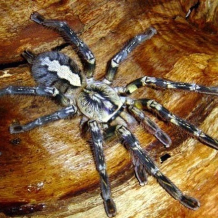 Паук-птицеед Poecilotheria ornata (Пецилотерия орната)