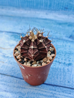 Gymnocalycium Friedrichii (Гимнокалициум)