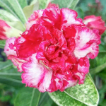 Адениум обесум 224 Thủy Tiên Lá Tuyết Đột Biến