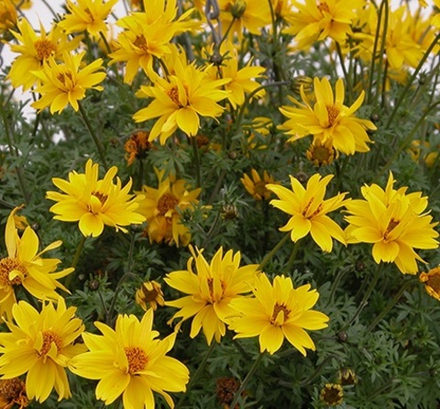 ЕВРО Биденс Double Sunshine укор черенок декабрь