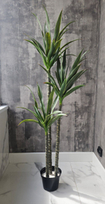 Агава 145 см без кашпо