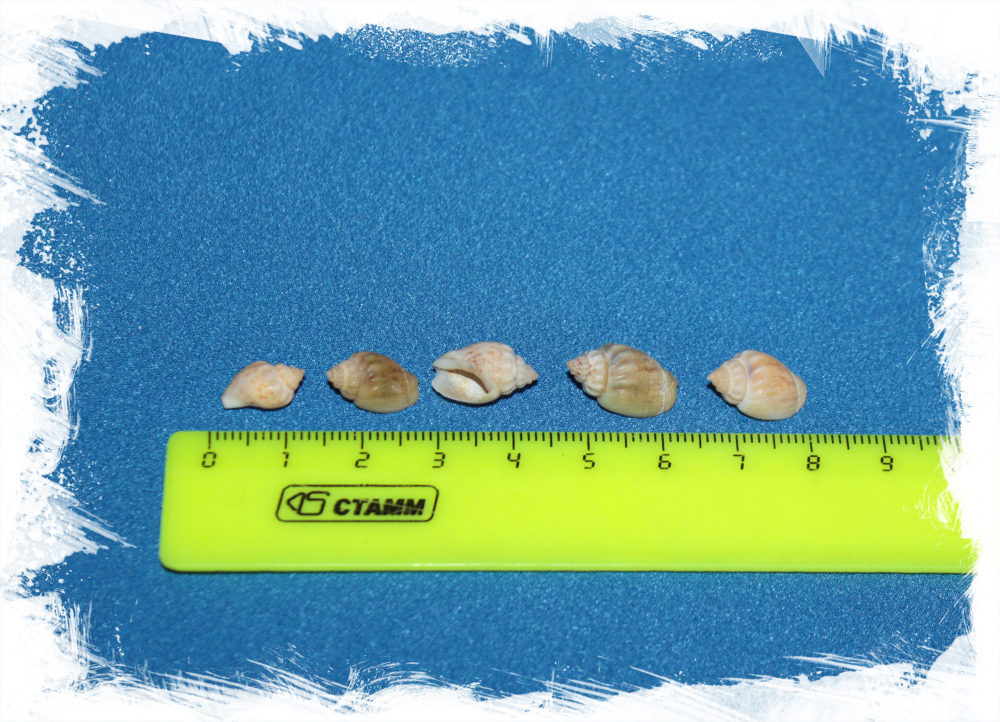 Нассадонта Дори размер