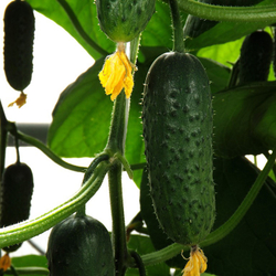 Огурец Терек F1 7шт ВитаГрин ЭКСТРА