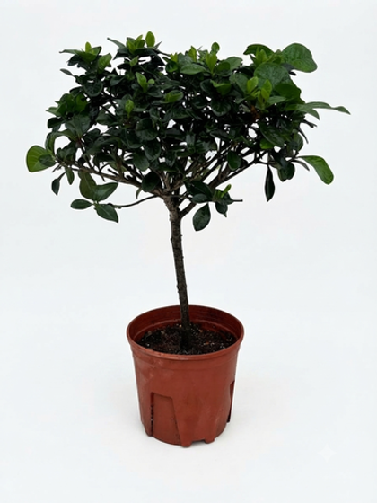 Гардения jasminoides штамб д. 15
