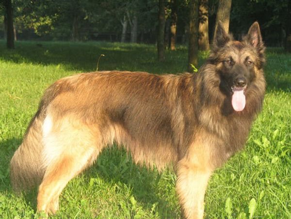 Бельгийская овчарка тервюрен Бельгийская овчарка тервюрен