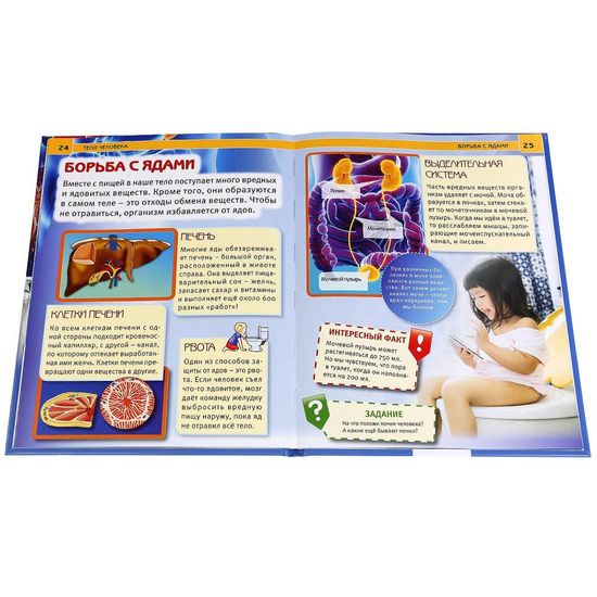 Энциклопедия А4 с развивающими заданиями. Тело человека. Тв. переплет. 48стр. Умка