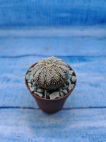 Astrophytum Asterias "Super Kabuto" (Астрофитум)