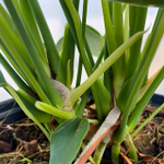 Антуриум Андрэ FLORIDA