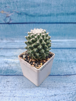 Mammillaria Polythele (Маммиллярия)