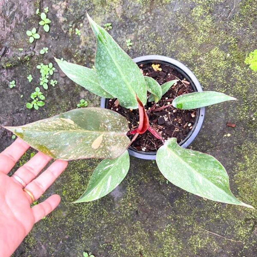 Филодендрон ORANGE PRINCESS