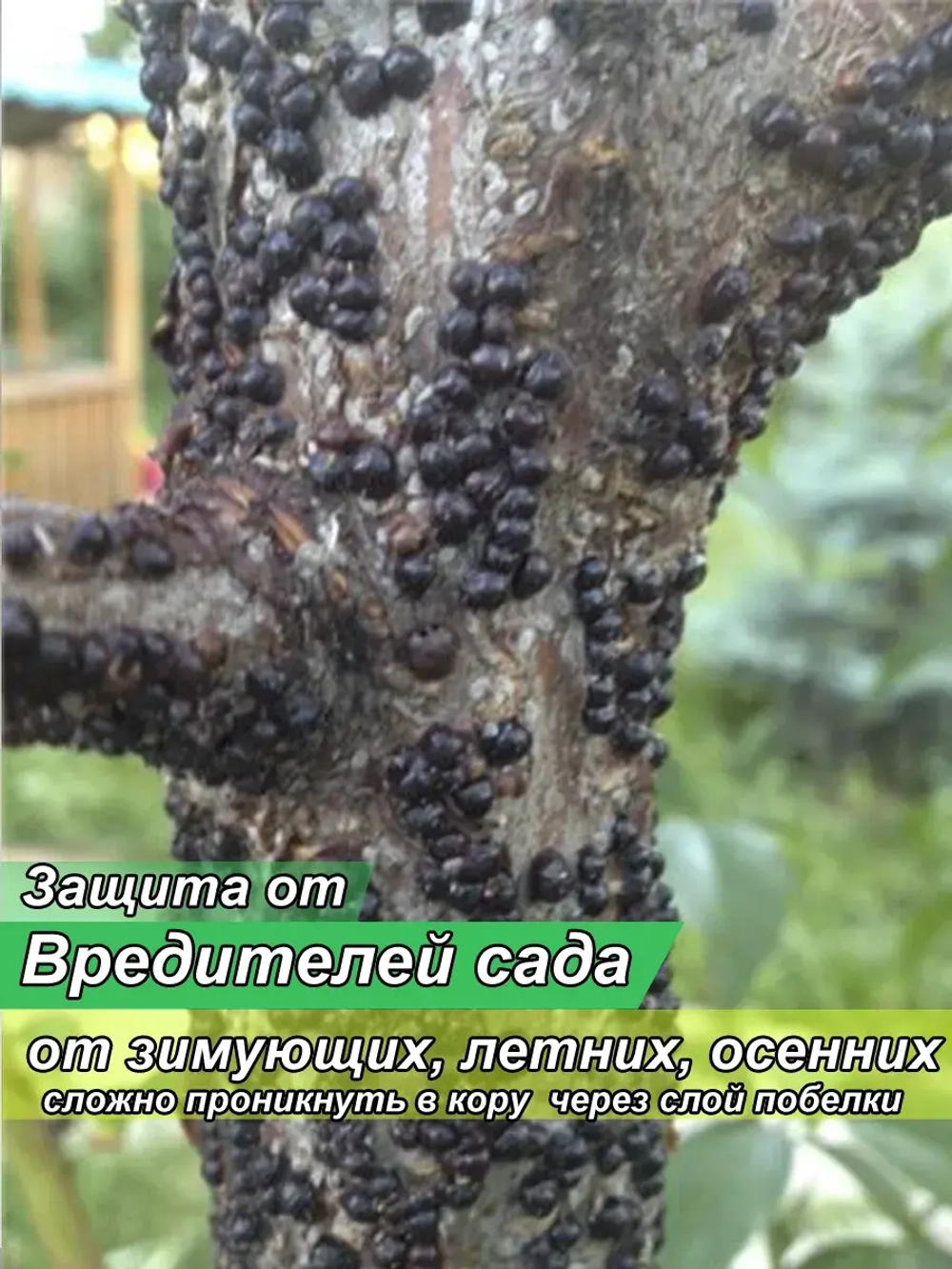 Побелка для садовых деревьев