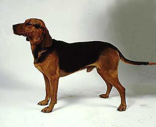 Балканская гончая Балканская гончая