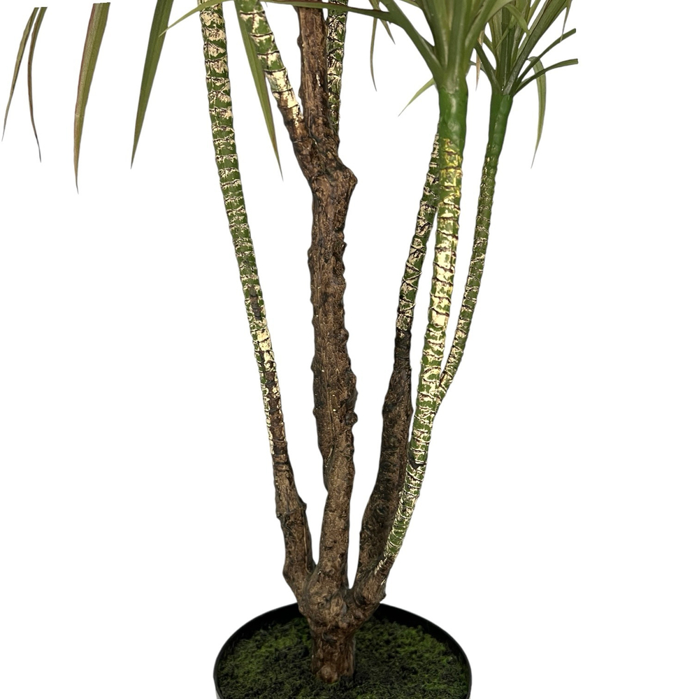 Драцена маргината разветвленная 130 см.