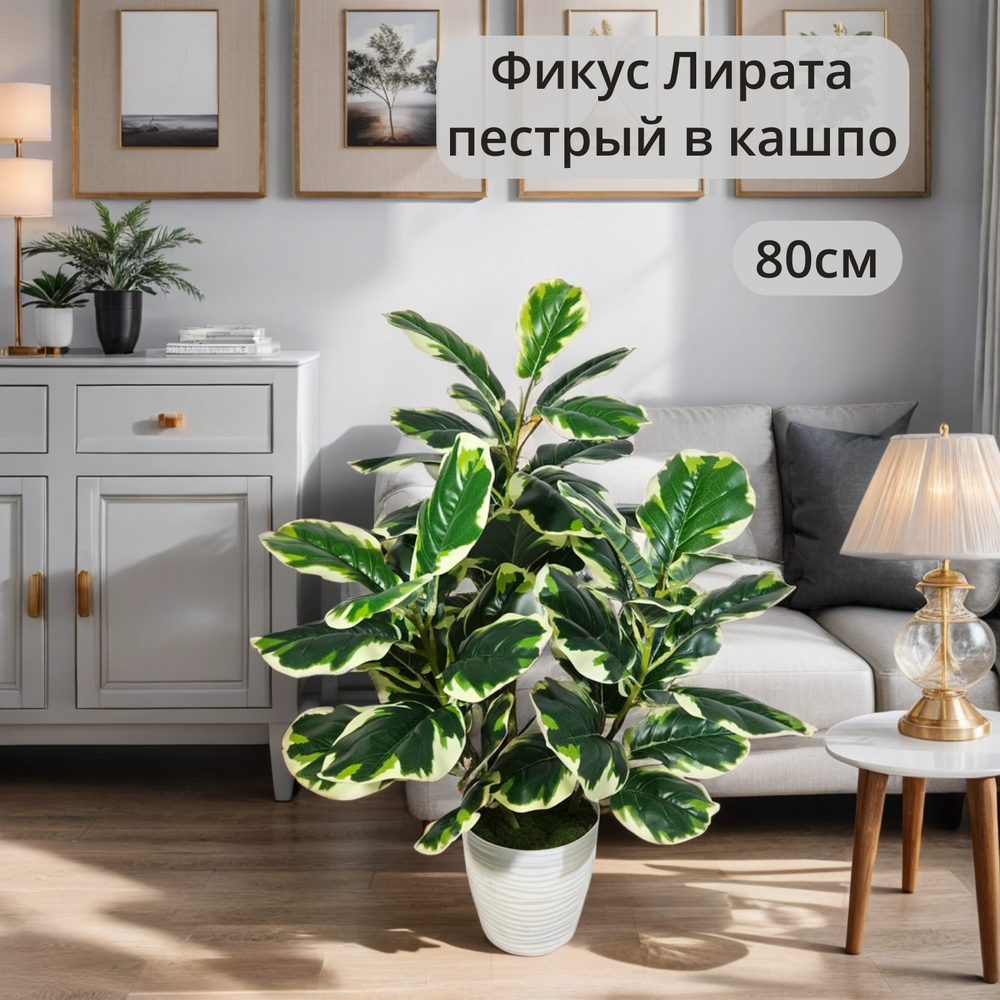 Искусственный фикус Лирата пестрый в кашпо