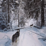 Шлейка ездовая серия Спорт White Wolf