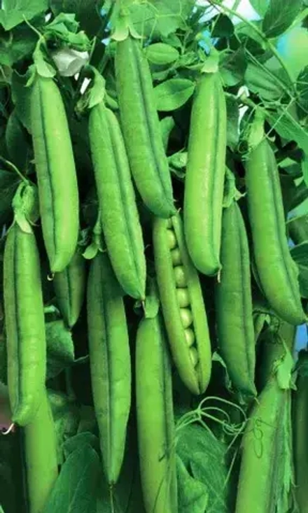 Горох Каскад/Каскадный 5гр УрДачник