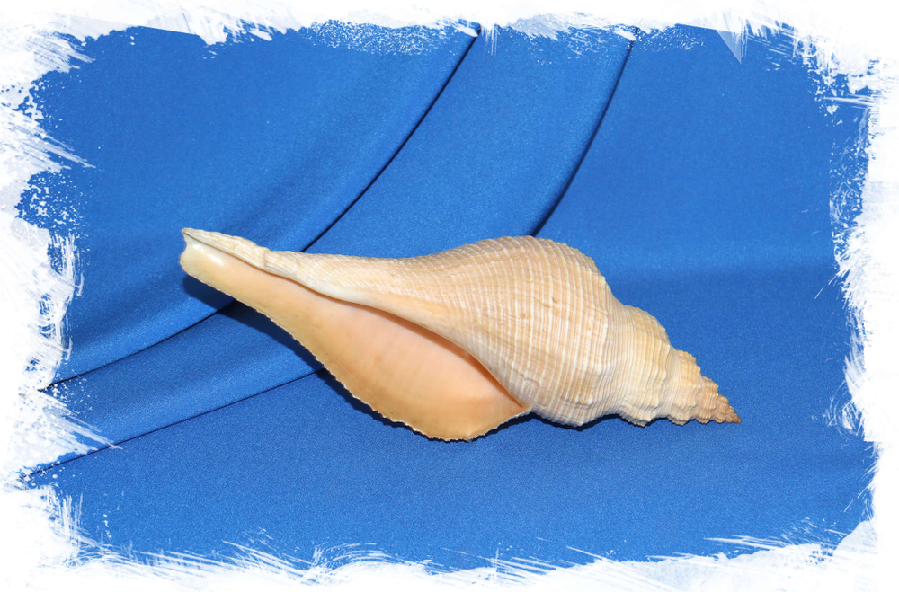 Ракушка Хемифусус Туба (Hemifusus tuba)