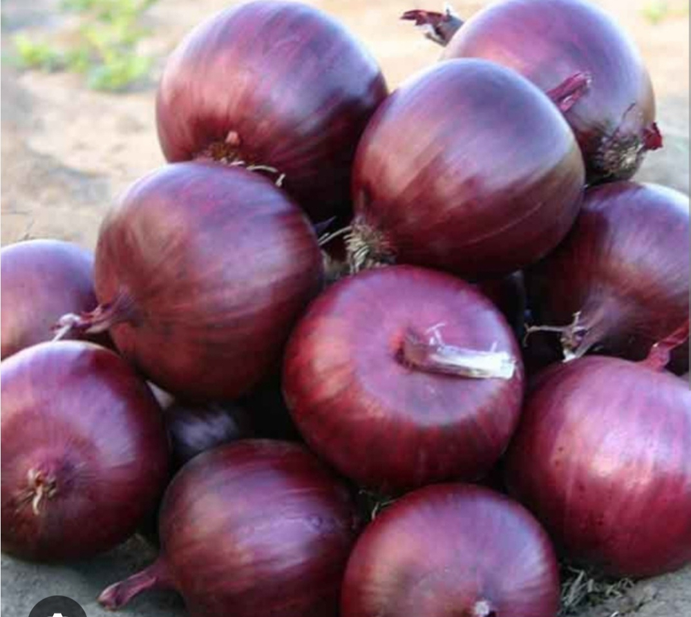 Каунтач F1 100 000 семян