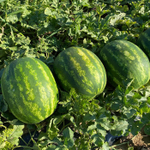 Каристан F1 семена арбуза (Syngenta / Сингента)