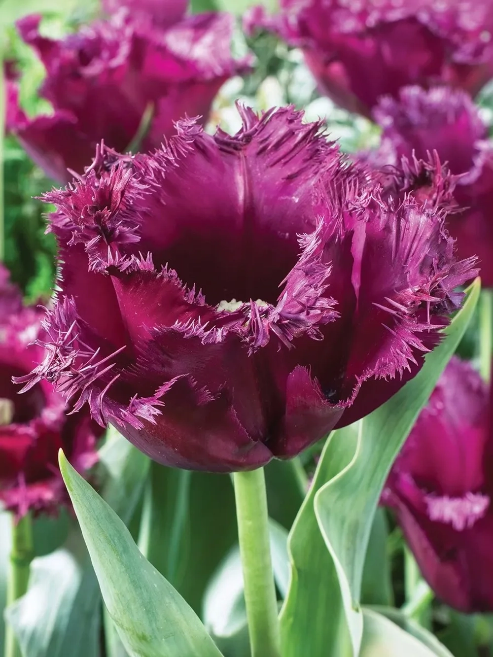 Тюльпан Бахромчатый Горилла