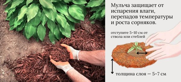 Мульчирование приствольных кругов: как правильно укрыть почву после посадки Мульчирование приствольных кругов: как правильно укрыть почву после посадки