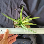 Сансевиерия MANDARIN VAR