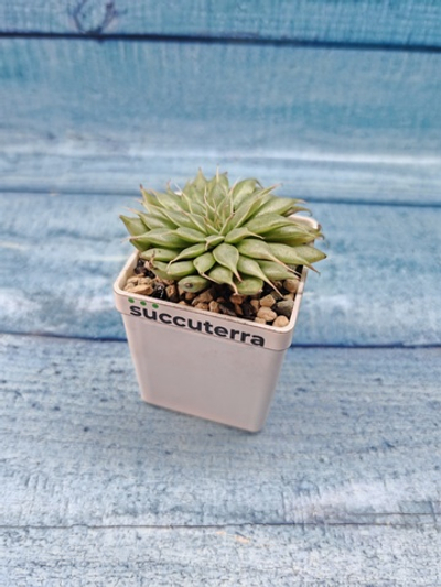 Graptoveria Silver Star (Граптоверия)