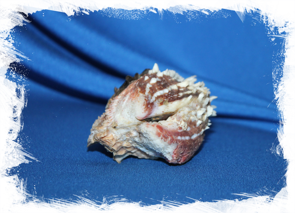 Chama dunkeri, Chama semipurpurata, Хама Дункери