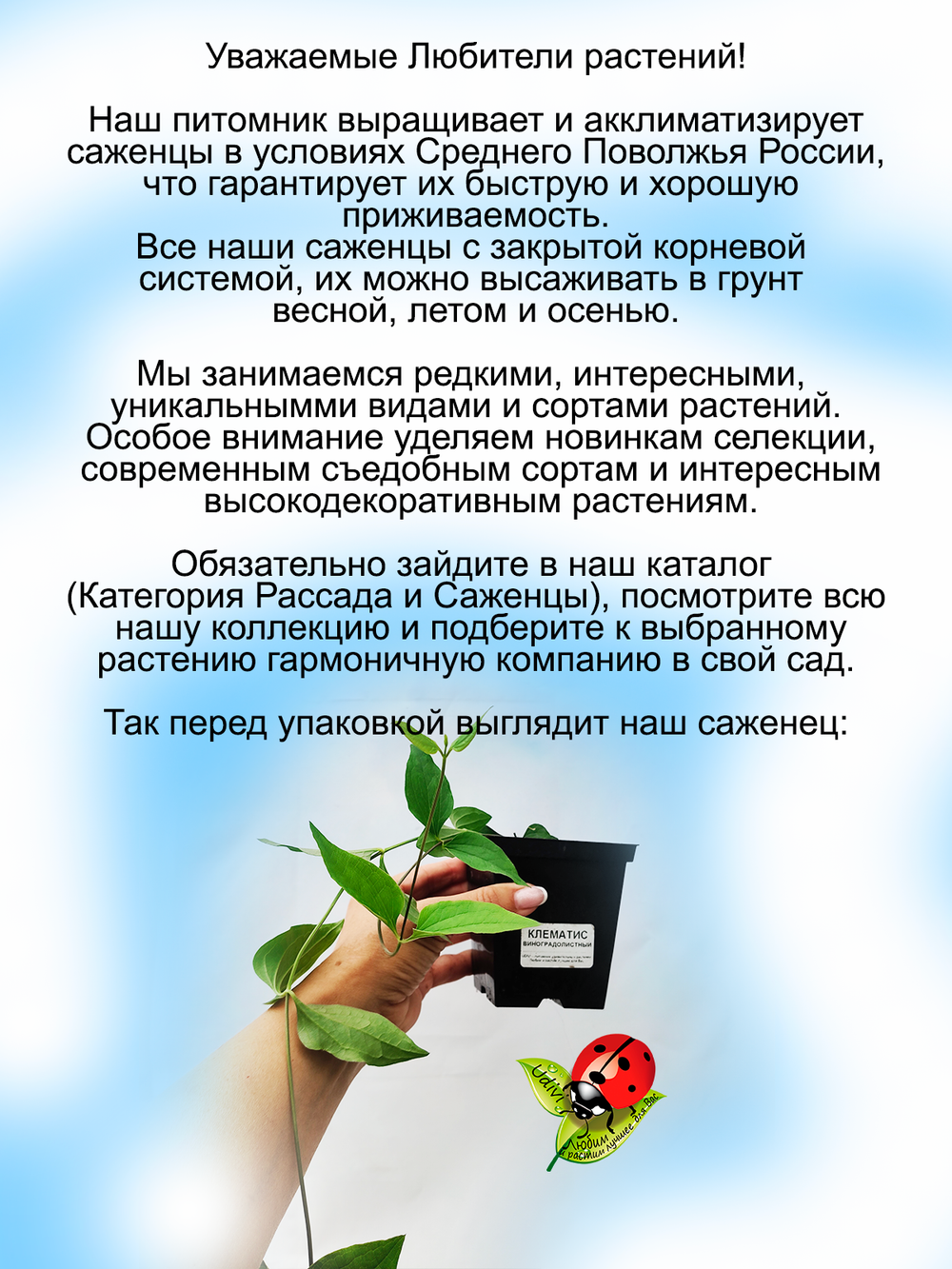 Клематис виноградолистный Ломонос