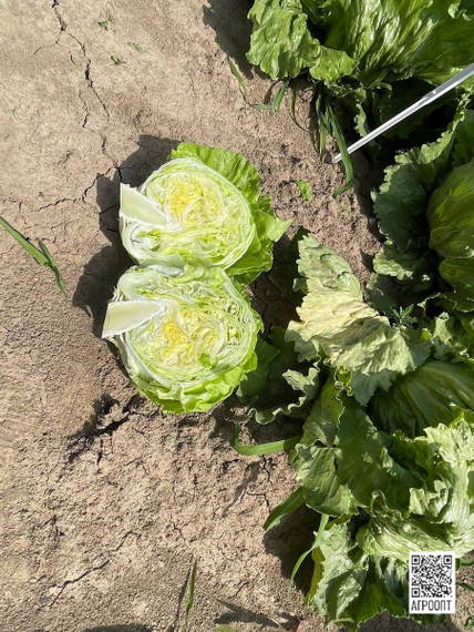 Асмара семена салата айсберг (Rijk Zwaan / Райк Цваан) в поле – фото 7