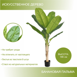 Банановая пальма 186 см.