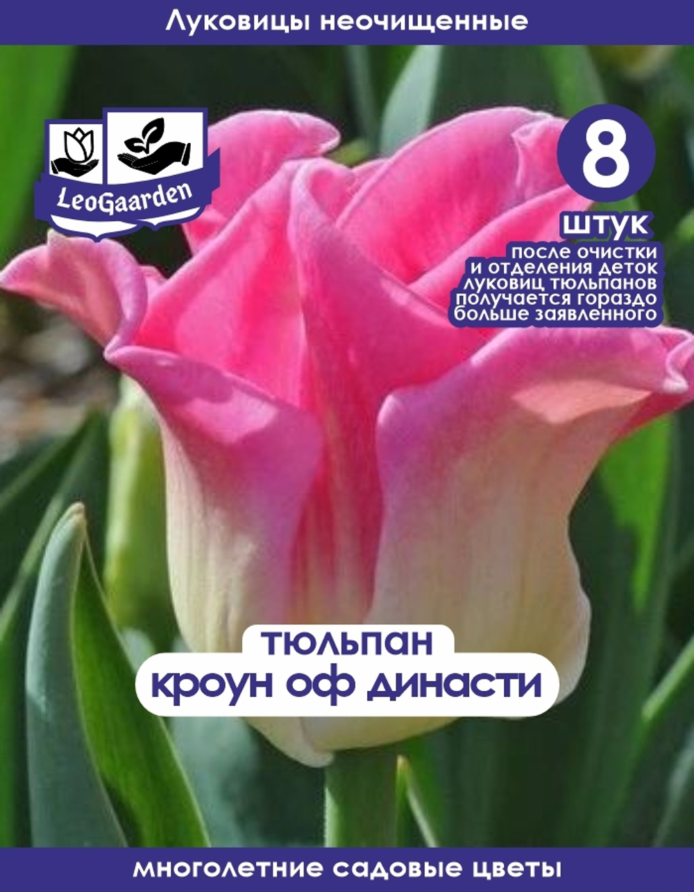 Тюльпан Луковица, Кроун оф Династи, 8+шт