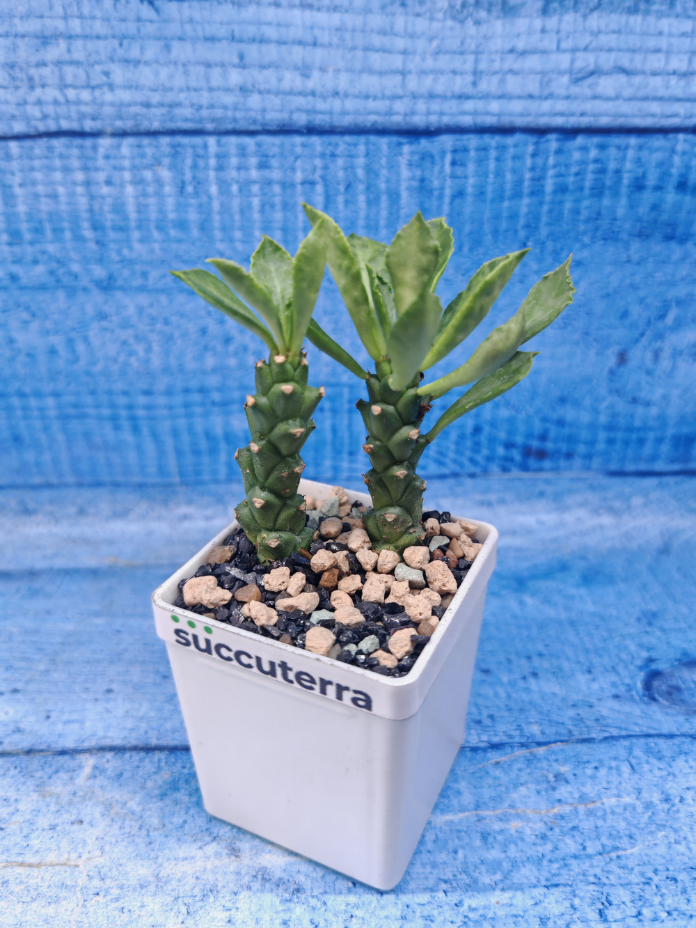 Monadenium Stapelioides (Монадемиум)