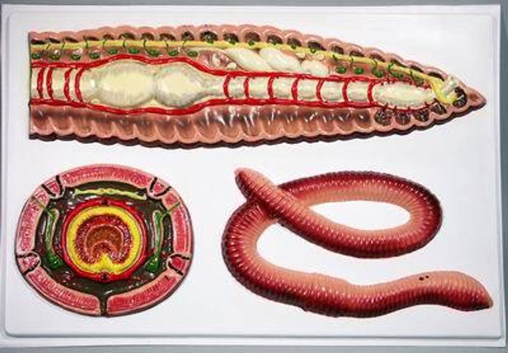 Барельефная модель Внутреннее строение дождевого червя