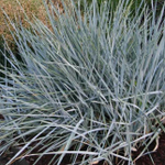 Колосняк песчаный "Blue Dune" (Элимус). Elymus arenarius "Blue Dune".