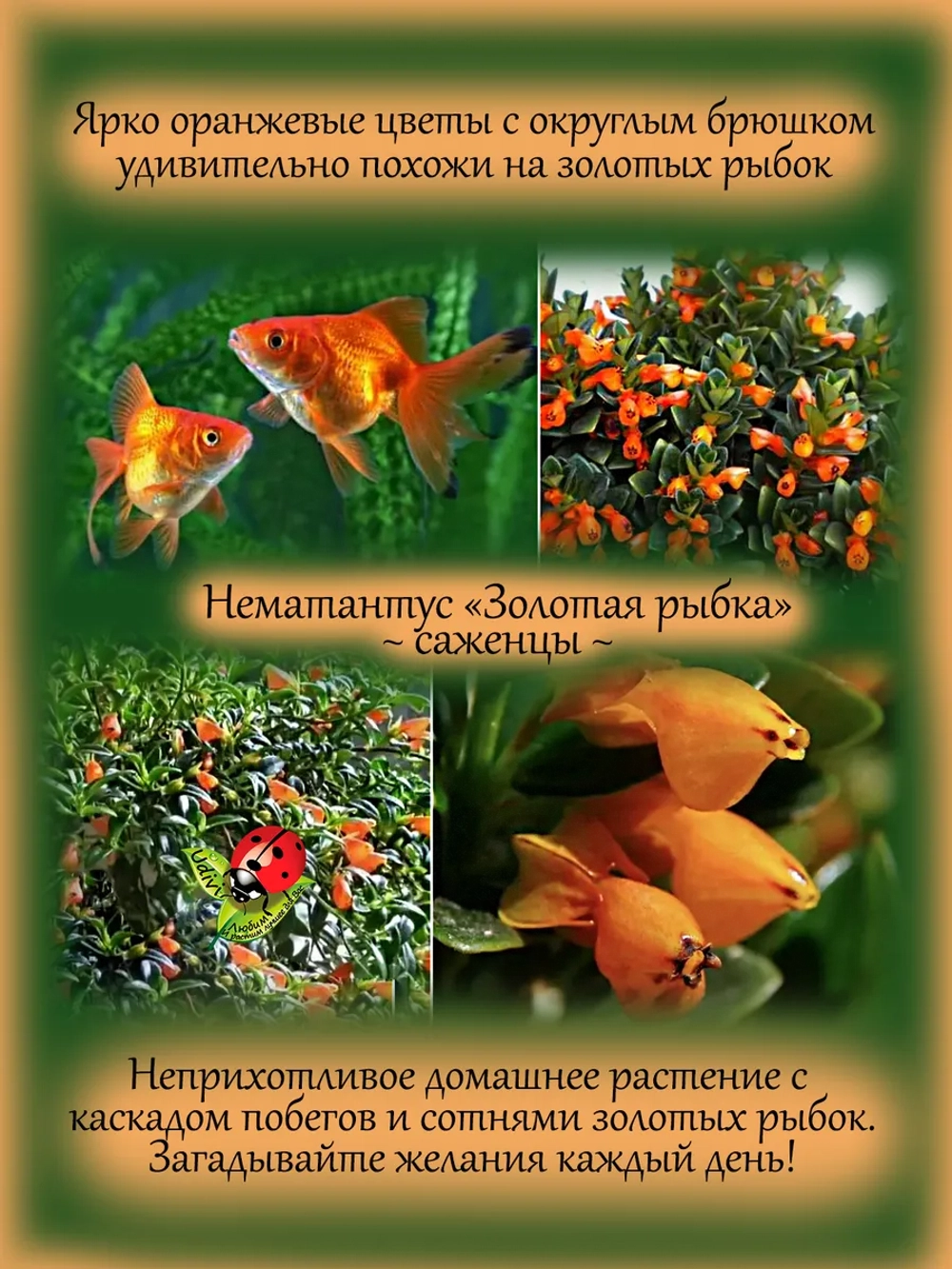 Нематантус Золотая рыбка