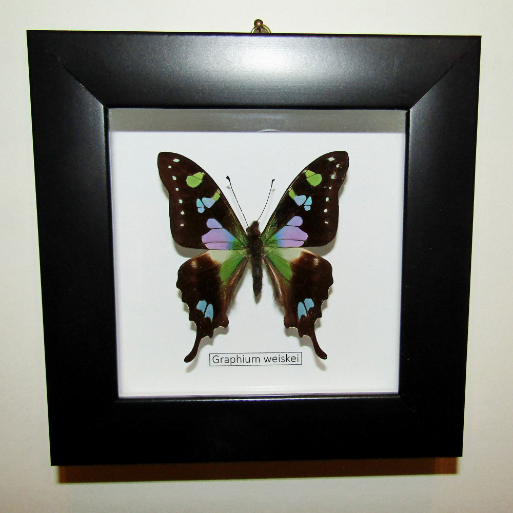 Бабочка Graphium weiskei в рамке