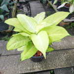 Диффенбахия SEDTHEE PHO THONG (A109)