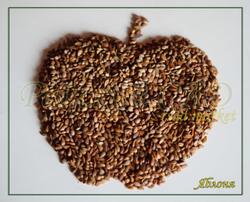 Семена Яблони для подвоя 1 кг