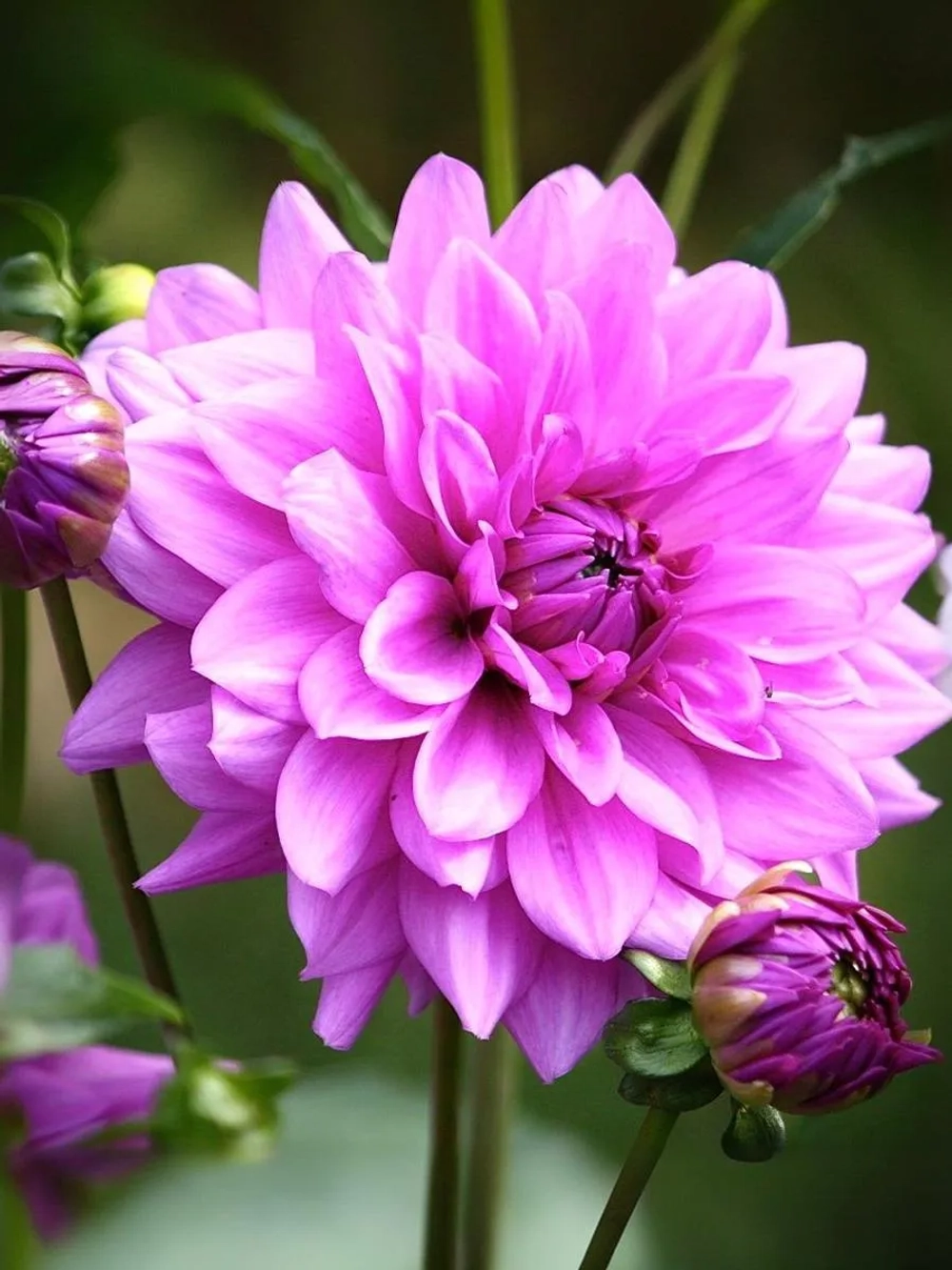 Георгин декоративный Блю Бой