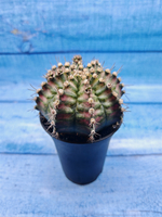 Gymnocalycium T-Rex Pink hybride (Гимнокалициум T-rex)