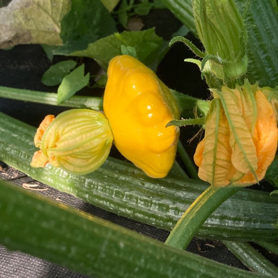 Санни Делайт F1 семена патиссона (Seminis / Семинис) культура – фото 2