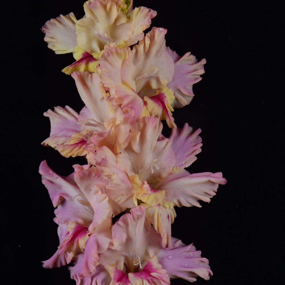 Гладиолус крупноцветковый Морская Прогулка