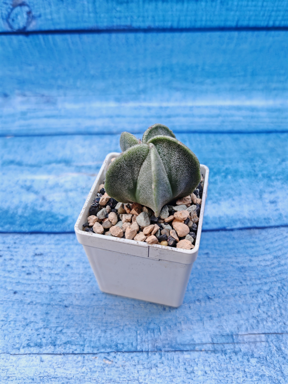 Astrophytum myriostigma (Астрофитум)