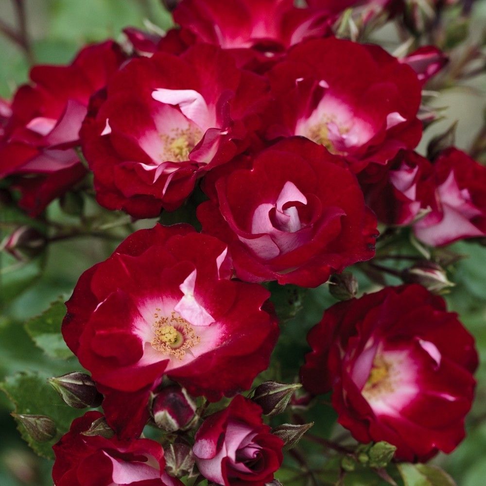 Патрик Пуавр Д*Арво (Patrick Poivre D'arvor)