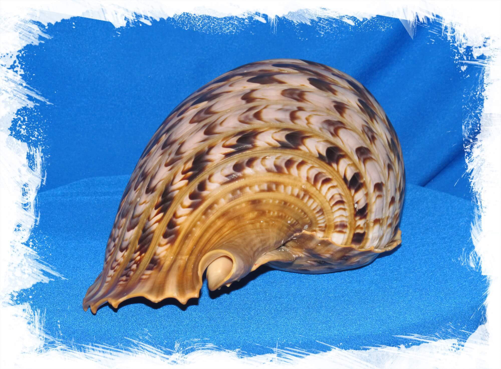 Харония Тритонис (Charonia tritonis)