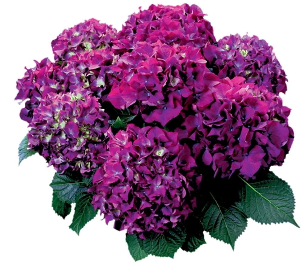 Hot Red Purle/ Хот Рэд Парпл ( Стандарт поставки Р9)2025г.