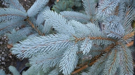 Ель колючая (голубая) Хупси B+S 140-160