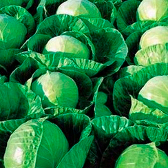 Гермес F1 семена капусты белокочанной (Seminis / Семинис)